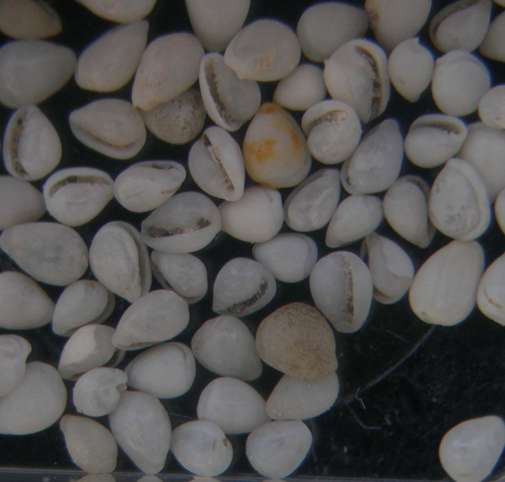 Granulina boucheti e G. marginata